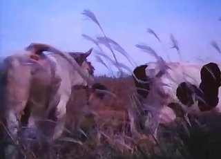 Animals
